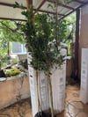 4 YAŞ SAKSIDA İSRAİL(İSKENDERUN) KAUÇUK AĞACI (Ficus nitida)  FİDANI BOY 150-180 CM 