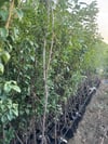 4 YAŞ TÜPLÜ ANEGLİNO(ANJELİKA) JAPON ERİĞİ FİDANI BOY 150-180CM 