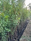4 YAŞ TÜPLÜ ANEGLİNO(ANJELİKA) JAPON ERİĞİ FİDANI BOY 150-180CM 
