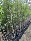 4 YAŞ TÜPLÜ ANEGLİNO(ANJELİKA) JAPON ERİĞİ FİDANI BOY 150-180CM 
