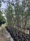 4 YAŞ TÜPLÜ ,AŞILI STARKİNG ELMA FİDANI  BOY 150-180 CM