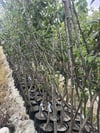 4 YAŞ,TÜPLÜ MEYVE VEREN SANTA MARİA ARMUT FİDANI BOY 150-180 CM