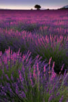 5  Adet Lavanta Çiçeği Fidanı (Lavandula Officinalis) Fidanı 30-40 CM