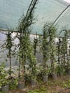 5 YAŞ 15 LT SAKSIDA  ÇOK DALLI ARAP YASEMİN FİDANI BOY 2,5-3 M 