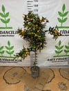 5 YAŞ 150-200 MEYVELİ SAKSIDA NAGAMİ KAMKAT FİDANI 150-180 CM 