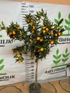 5 YAŞ 150-200 MEYVELİ SAKSIDA NAGAMİ KAMKAT FİDANI 150-180 CM 