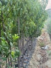 5 YAŞ SAKSIDA MEYVE VEREN  ROYAL GLORY ŞEFTALİ FİDANI BOY 200CM+