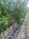 5 YAŞ SAKSIDA MEYVE VEREN  ROYAL GLORY ŞEFTALİ FİDANI BOY 200CM+