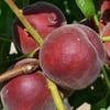 5 YAŞ SAKSIDA MEYVE VEREN  ROYAL GLORY ŞEFTALİ FİDANI BOY 200CM+