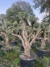 50 YAŞ BONSAİ ZEYTİN AĞACI BOY 250-300 CM