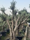 50 YAŞ BONSAİ ZEYTİN AĞACI BOY 250-300 CM