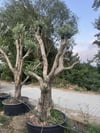 50 YAŞ BONSAİ ZEYTİN AĞACI BOY 250-300 CM