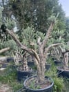 50 YAŞ BONSAİ ZEYTİN AĞACI BOY 250-300 CM