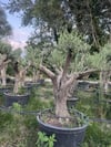 50 YAŞ BONSAİ ZEYTİN AĞACI BOY 250-300 CM