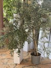 6 YAŞ,SAKSIDA ,AĞAÇ FORMUNA SAHİP ,BODUR ARBEQUEİNEA İSPANYOL ZEYTİN FİDANI BOY 180-200 CM