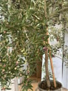 6 YAŞ,SAKSIDA ,AĞAÇ FORMUNA SAHİP ,BODUR ARBEQUEİNEA İSPANYOL ZEYTİN FİDANI BOY 180-200 CM