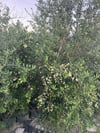 6 YAŞ,SAKSIDA ,AĞAÇ FORMUNA SAHİP ,BODUR ARBEQUEİNEA İSPANYOL ZEYTİN FİDANI BOY 180-200 CM