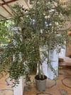 6 YAŞ,SAKSIDA ,AĞAÇ FORMUNA SAHİP ,BODUR ARBEQUEİNEA İSPANYOL ZEYTİN FİDANI BOY 180-200 CM