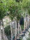 7 YAŞ SAKSIDA ;KALIN GÖVDELİ ,MEYVE VEREN HİCAZ NAR FİDANI BOY 150-200 CM