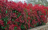 Alev Çalısı (Photinia Red Robin) 70-100 cm