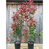 ALEV ÇALISI (Photinia Red Robin Nana) 170-200 CM