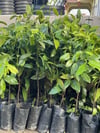BLACK SAPOTE (ÇİKOLATA MEYVESİ) YAŞ 2,BOY 100-120 CM