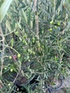 BOL MEYVELİ 4 YAŞ ÇOK VERİMLİ KORONEİKİ ZEYTİN FİDANI BOY 120-150 CM