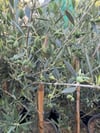BOL MEYVELİ 4 YAŞ ÇOK VERİMLİ KORONEİKİ ZEYTİN FİDANI BOY 120-150 CM