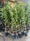 Buda'nın eli limon fidanı yaş 3 boy 100-140 cm 