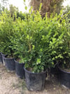 Geniş forumlu hızlı büyüyen Şimşir Fidanı Buxus Sempervirens 60-80 cm