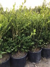 Geniş forumlu hızlı büyüyen Şimşir Fidanı Buxus Sempervirens 60-80 cm