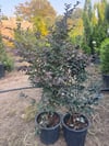 Geniş forumlu saksıda  Loropetalum (Loropetalum Chinense Rubrum)boy 100-120 cm