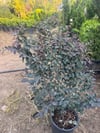 Geniş forumlu saksıda  Loropetalum (Loropetalum Chinense Rubrum)boy 100-120 cm