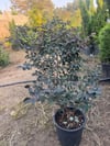 Geniş forumlu saksıda  Loropetalum (Loropetalum Chinense Rubrum)boy 100-120 cm