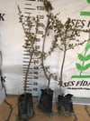 MEYVE VEREN AŞILI İRİ MEYVELİ SARI BELEN ALIÇ FİDAN YAŞ 3 BOY 100-130 CM