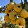 MEYVE VEREN AŞILI İRİ MEYVELİ SARI BELEN ALIÇ FİDAN YAŞ 3 BOY 100-130 CM