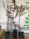 MEYVE VEREN AŞILI İRİ MEYVELİ SARI BELEN ALIÇ FİDAN YAŞ 3 BOY 100-130 CM