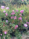 OYA AĞACI 4 YAŞ SAKSIDA PEMBE ÇİÇEKLİ 80-110 CM