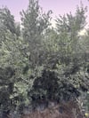 SAKSI 7 YAŞ,AĞAÇ FORMUNDA GEMLİK TİLYE ZEYTİN FİDANI ,BOY 200CM +