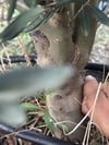 SAKSI 7 YAŞ,AĞAÇ FORMUNDA GEMLİK TİLYE ZEYTİN FİDANI ,BOY 200CM +