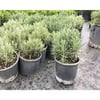Saksıda 2 Adet Lavanta Çiçeği(Lavandula Officinalis) Fidanı 30-40 CM