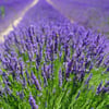 Saksıda 2 Adet Lavanta Çiçeği(Lavandula Officinalis) Fidanı 30-40 CM
