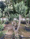 SAKSIDA 20-25 YAŞ GEMLİK ZEYTİN AĞACI BOY 170-200 CM
