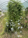 SAKSIDA 3 YAŞ,ÇOK DALLI MAVİ YASEMİN FİDANI,BOY 120-150 CM