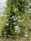 SAKSIDA 3 YAŞ,ÇOK DALLI MAVİ YASEMİN FİDANI,BOY 120-150 CM