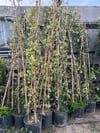 SAKSIDA 4 YAŞ SARMAŞIK YASEMİN(ARAP YASEMİNİ) BOY 220-250 CM