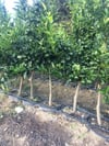 Saksıda 5 Yaş Bol Meyveli(30-40 ADET) Bodur W.murcott fidanı (Sınırlı Stok)