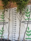 Saksıda 5 yaş meyve veren aşılı chandler ceviz fidanı boy 200-250 cm