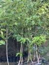 SAKSIDA 5 YAŞ MEYVE VEREN BEYAZ PAKİSTAN ŞAH DUT FİDANI BOY 200CM+