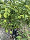 SAKSIDA 5 YAŞ ,MEYVE VEREN LAMAS LİMON FİDANI BOY 150-180 CM